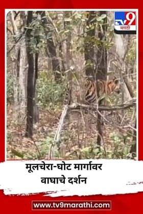 मूलचेरा-घोट मार्गावर वाघाचे दर्शन