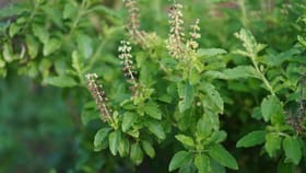 तुळशीजवळ दिवा कधी लावावा, जाणून घ्या वास्तुशास्त्र काय सांगतं?.