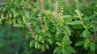 Vastu Shastra : तुळशीजवळ दिवा कधी लावावा, जाणून घ्या वास्तुशास्त्रात काय नियम सांगितलेत?