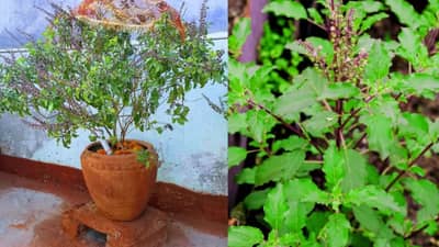 Vastu Shastra : घरात वाळलेल्या तुळशीचं झाडं का ठेवू नये? वास्तुशास्त्र काय सांगतं?