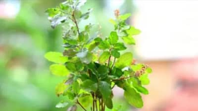 Vastu Shastra : या दिवशी घरात कधीच लावू नये तुळशीचं झाड, वास्तुशास्त्र काय सांगतं?