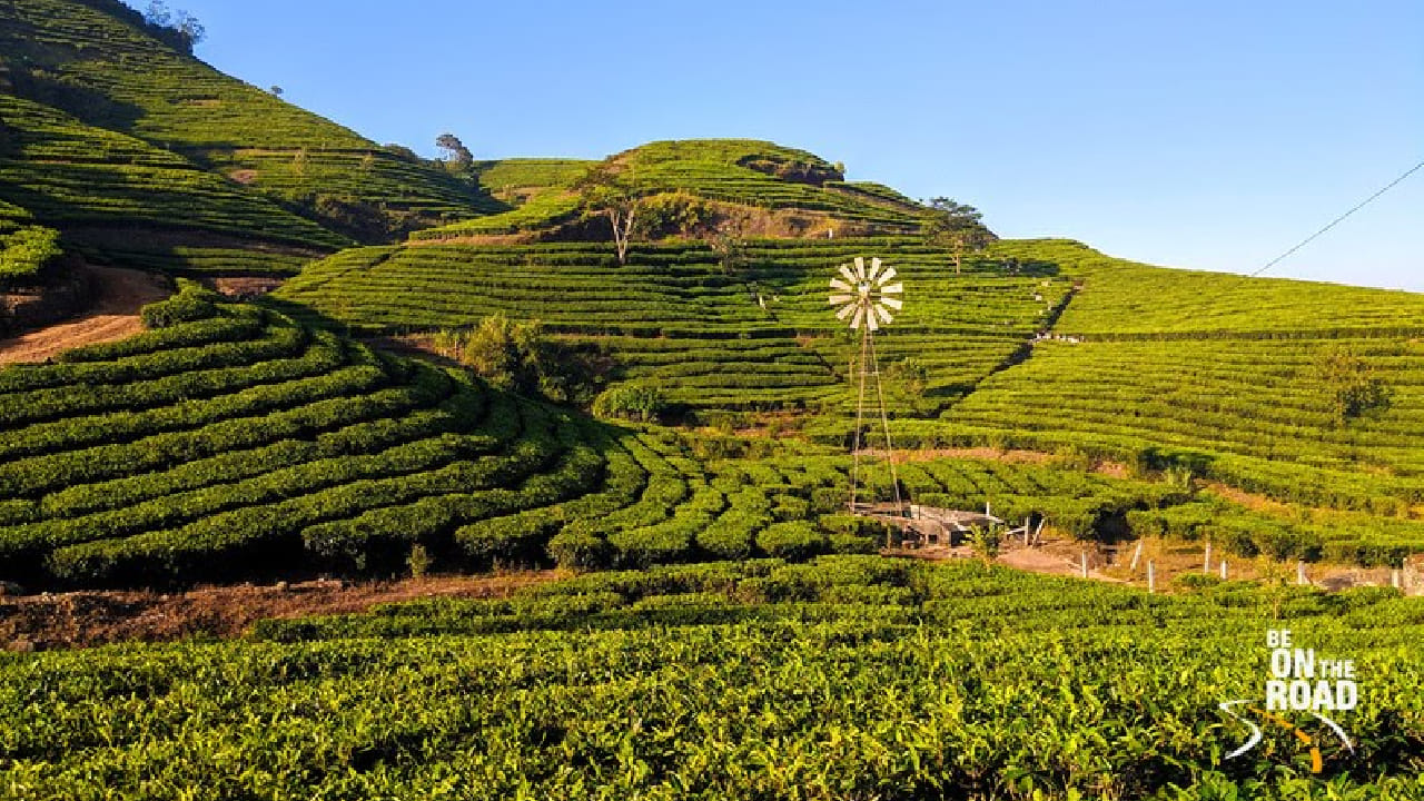 चहाच्या बागा आणि नयनरम्य टेकड्यांसाठी मुन्नार ओळखले जाते. थंड हवामान आणि सुंदर दृश्यांमुळे हे ठिकाण नवविवाहित जोडप्यांपासून ते कुटुंबांसाठीही आकर्षणाचे केंद्र आहे.