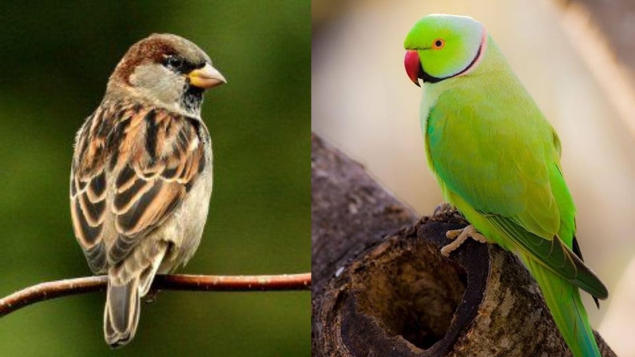 जर घराबाहेर पडताना झाडाच्या फांदीवर चिमणी किंवा पोपट बसलेला दिसला, तर समजावे की तुमच्या मनात असलेल्या इच्छा लवकरच पूर्ण होणार आहेत. घराबाहेर पोपटाचा गोड आवाज ऐकू येणे आर्थिक फायद्याचे लक्षण आहे.