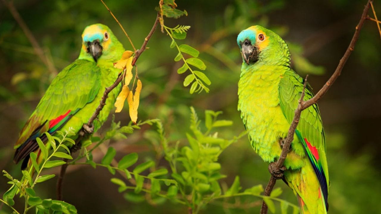 कोणत्याही शुभ कार्याला जाण्यापूर्वी दही-साखर खाण्याची प्रथा आजही जपली जाते. हे केवळ आरोग्यासाठीच नाही, तर आध्यात्मिक दृष्ट्याही शुभतेचे प्रतीक मानले जाते. यामुळे कामात येणारे अडथळे दूर होऊन यश मिळण्यास मदत होते, अशी धारणा आहे.
