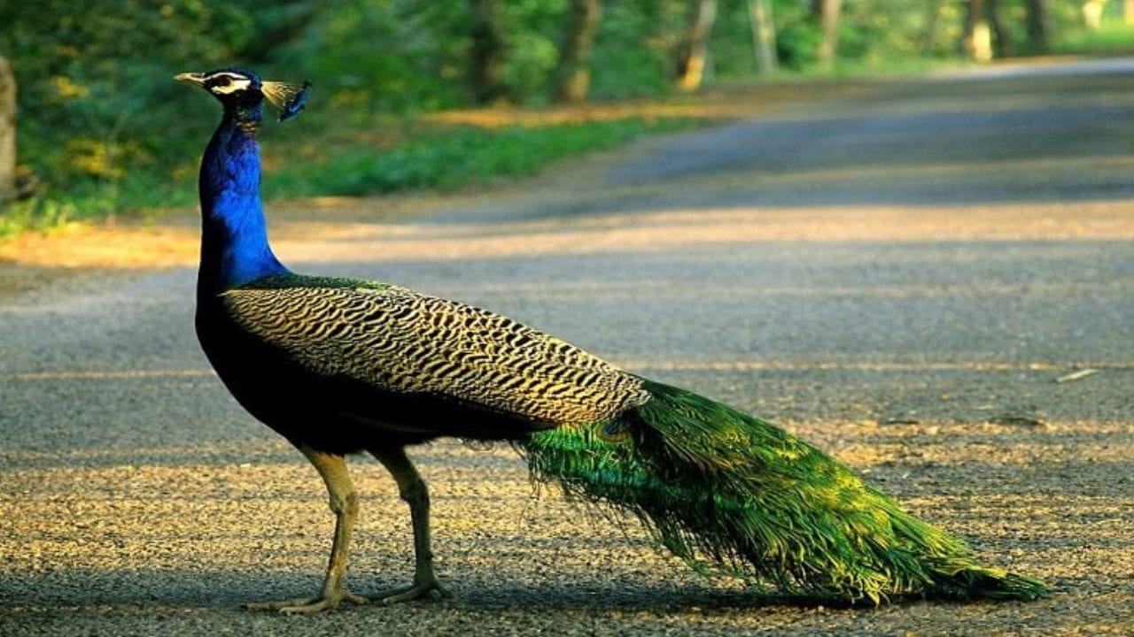 तसेच, समोर अचानक मोर दिसल्यास तुम्हाला तुमच्या कामात उत्कृष्ट परिणाम मिळण्याचे संकेत मिळतात. प्रवासादरम्यान पक्ष्यांचा थवा एकाच ठिकाणी बसलेला दिसणे हे मोठ्या लाभाचे लक्षण आहे. जर तुमच्या उजव्या बाजूला कोंबडा आरवताना दिसला, तर ते आयुष्यात सुख-समृद्धी येण्याचे द्योतक आहे.