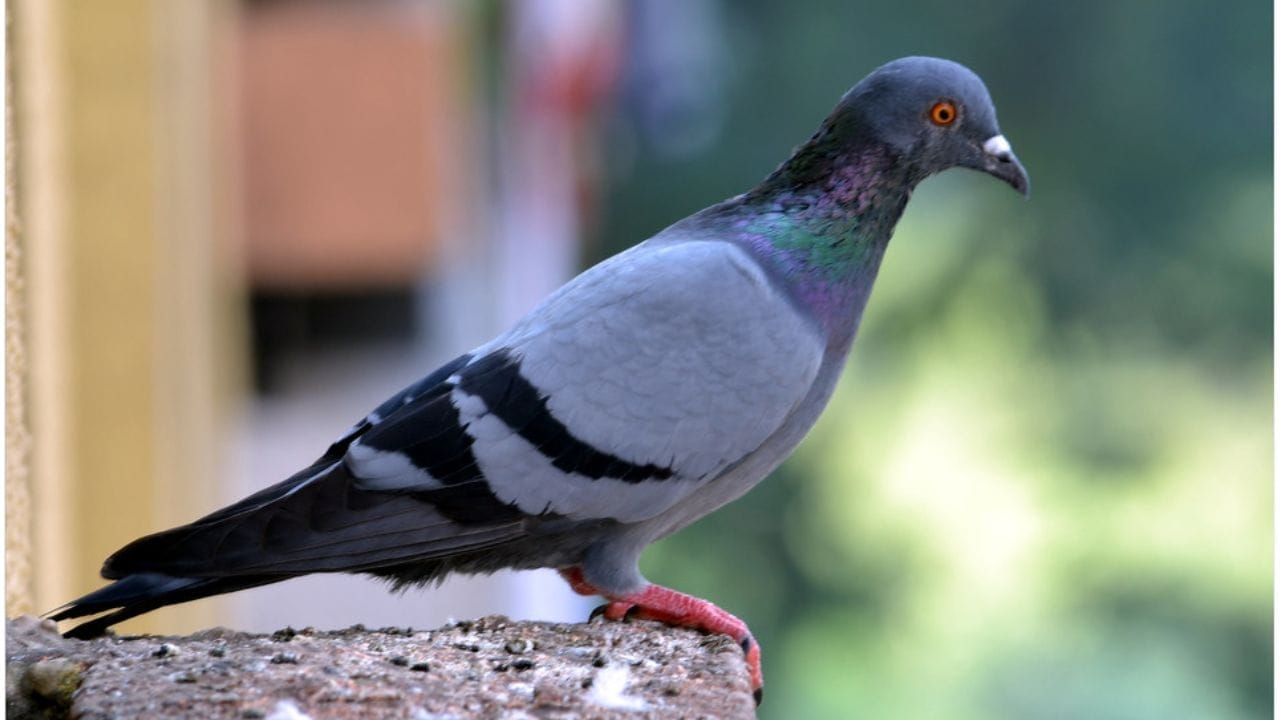 सकाळी कबुतराला उडताना पाहणे शुभ असते. यामुळे तुमचे हाती घेतलेले कठीण काम यशस्वीरित्या पूर्ण होणार असे समजावे. प्रवासाला निघताना समोरून घोडा येताना दिसणे हे देखील प्रगतीचे आणि यशाचे प्रतीक मानले जाते. या नैसर्गिक संकेतांकडे सकारात्मकतेने पाहिल्यास आत्मविश्वास वाढतो आणि कामात यश मिळण्याची शक्यता अधिक बळकट होते.