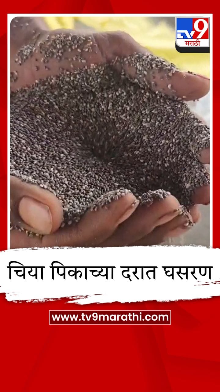 वाशिम जिल्ह्यात चिया पिकाच्या दरात घसरण; शेतकरी चिंतेत