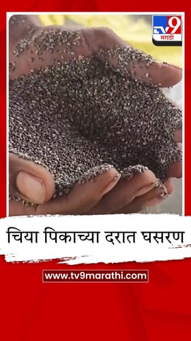 वाशिम जिल्ह्यात चिया पिकाच्या दरात घसरण; शेतकरी चिंतेत.