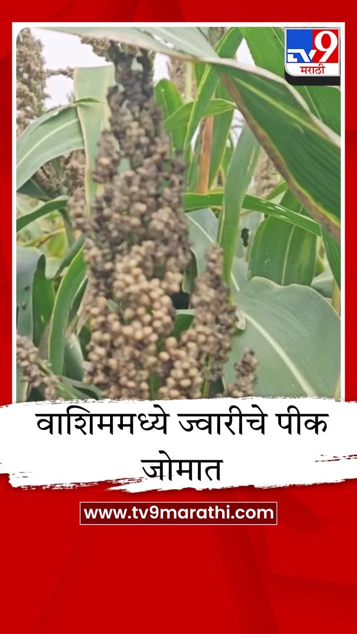 वाशिममध्ये ज्वारीचे पिकाचे भरघोस उत्पादन, शेतकऱ्यांमध्ये आनंदाचे वातावरण