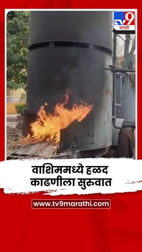 वाशिममध्ये हळद काढणीला सुरुवात; शेतकऱ्यांची लगबग सुरू.