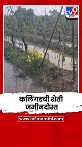 गारपिटीमुळे कलिंगडची शेती जमीनदोस्त; पंचनामे करून मदतीची मागणी