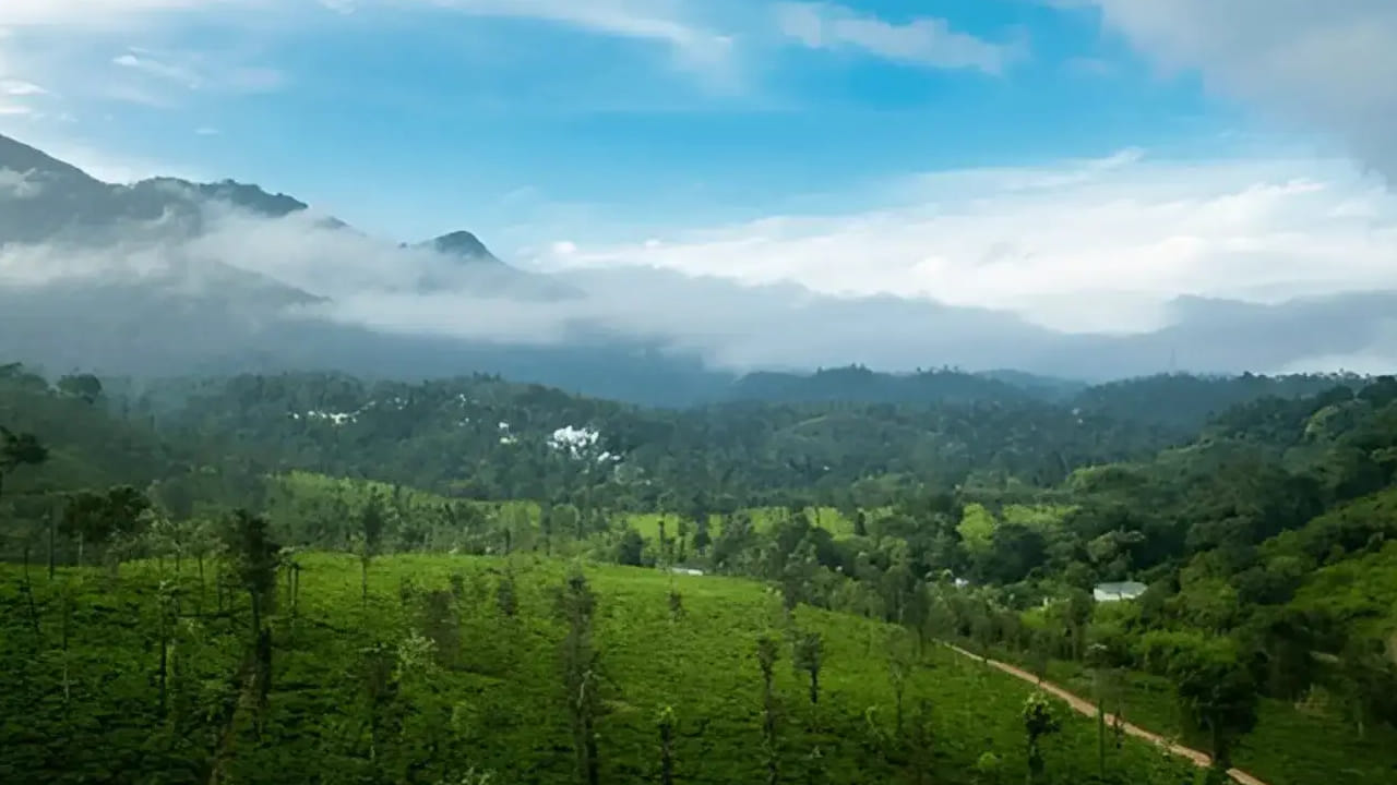धुक्याने वेढलेल्या डोंगररांगा आणि हिरव्यागार जंगलांसाठी वायनाड प्रसिद्ध आहे. शांत वातावरण, धबधबे आणि नैसर्गिक सौंदर्य अनुभवायचे असेल तर वायनाड उत्तम पर्याय आहे.