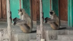 निशाणा चुक्याच... माकडाऐवजी बसलं माणसाला इंजेक्शन, पुढे काय झालं?