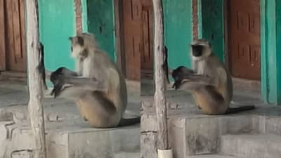 निशाणा चुक्याच... माकडाऐवजी बसलं माणसाला इंजेक्शन, पुढे काय झालं? यवतमाळमधील घटनेने खळबळ