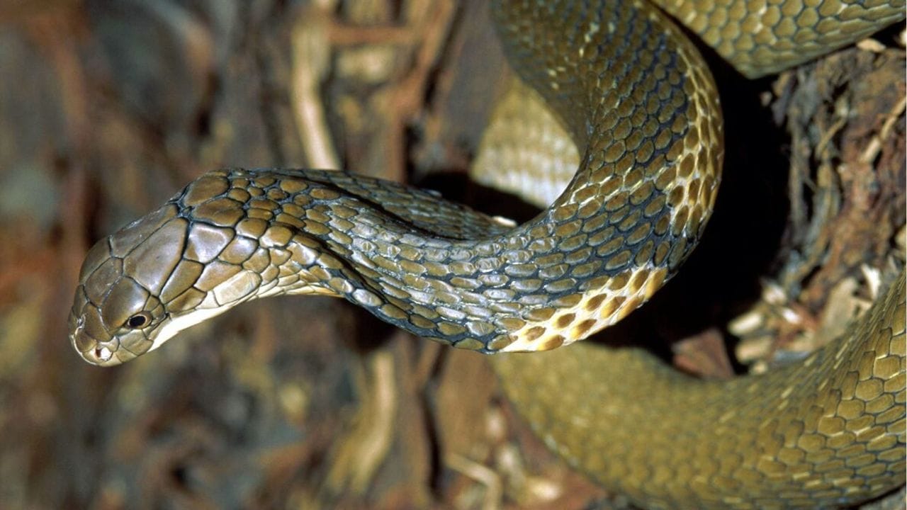 तुम्ही अनेकदा चित्रपटांमध्ये पाहिलं असेल की, जर एखाद्या व्यक्तीने साप मारला की त्याची नागिन त्या मेलेल्या सापाच्या डोळ्यात पाहून आपल्या नागाच्या शत्रूचा बदला घेते, त्याला दंश करते. तुम्हाला हे पाहून कधी असा प्रश्न पडला आहे का, की खरंच साप एखाद्या व्यक्तीचा अशाप्रकारे बदला घेऊ शकतो का? 