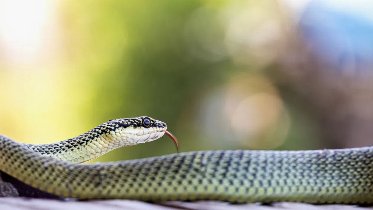 सापांबद्दल अनेक रोचक तथ्य आहेत, जसं की तुम्ही वर्तमान पत्र किंवा टीव्हीवरही अशा घटना पाहील्या असतील, ज्या घटनेत एकाच व्यक्तीला वारंवार साप चावण्याची घटना घडते, हे असं का होतं? असा कधी तुम्हाला प्रश्न पडला आहे का? 