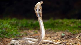 साप खरंच बदला घेतो का? 99 टक्के लोकांना माहीत नसते हे सत्य.