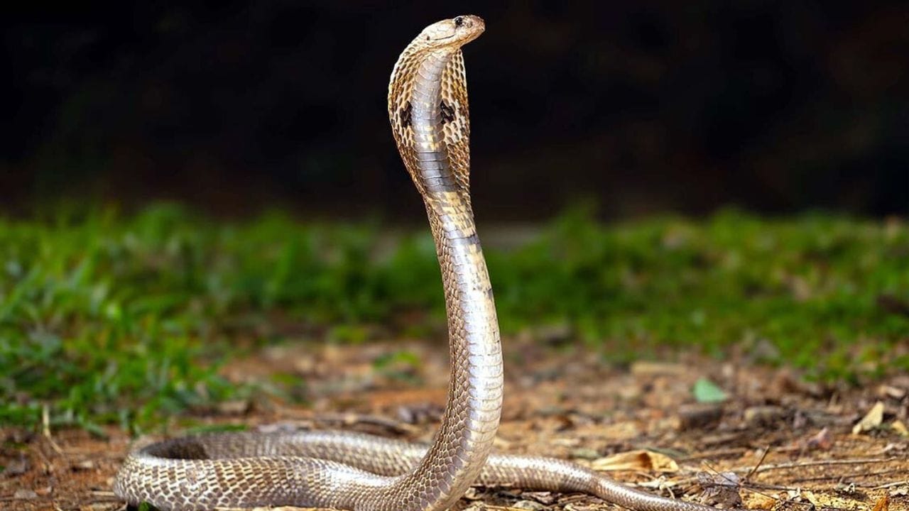 साप कधी कोणत्या व्यक्तीचा बदला घेऊ शकतो का तर त्याचं उत्तर नाही असंच आहे. वैज्ञानिकांच्या मते सापांचा मेंदू हा विकसीत झालेला नसतो, त्यामुळे कोणताही व्यक्ती लक्षात ठेवण्याचा प्रश्नच नाही. 