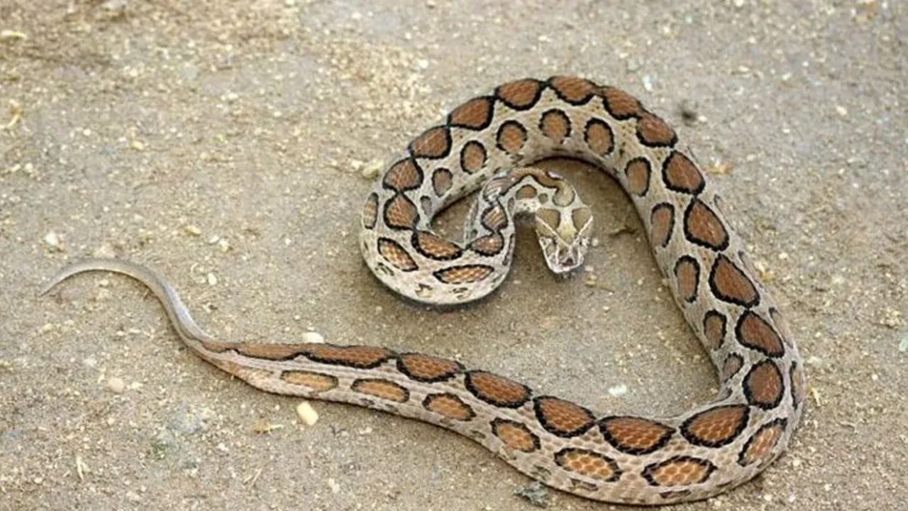 अनेकदा तुम्ही असं देखील पाहिलं असेल की एखादा साप मेला आहे आणि तिथे वारंवार एक नागिन किंवा त्याचा जोडीदार असलेला दुसरा सर्प  घुटमळत आहे. हे असं का होतं? 