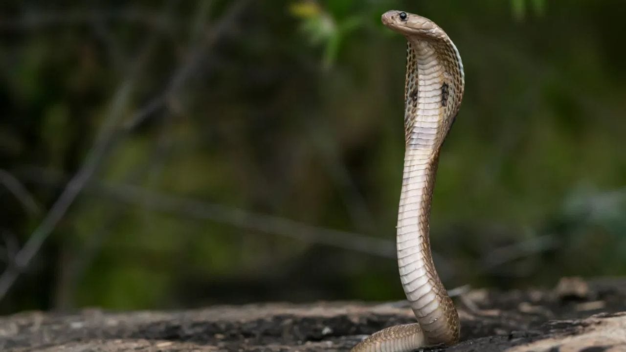त्यामागे देखील एक वैज्ञानिक कारण आहे, जेव्हा साप मरतो तेव्हा त्यांच्या शरीरातून एक विशिष्ट प्रकारचा गंध येण्यास सुरुवात होते, हा गंध त्या सापाकडे त्याच्या जोडीदाराला आकर्षित करते.