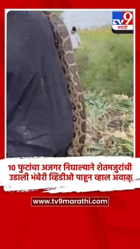 10 फुटांचा अजगर निघाल्याने शेतमजुरांची उडाली भंबेरी, व्हिडीओ पाहून व्हाल अवाक्