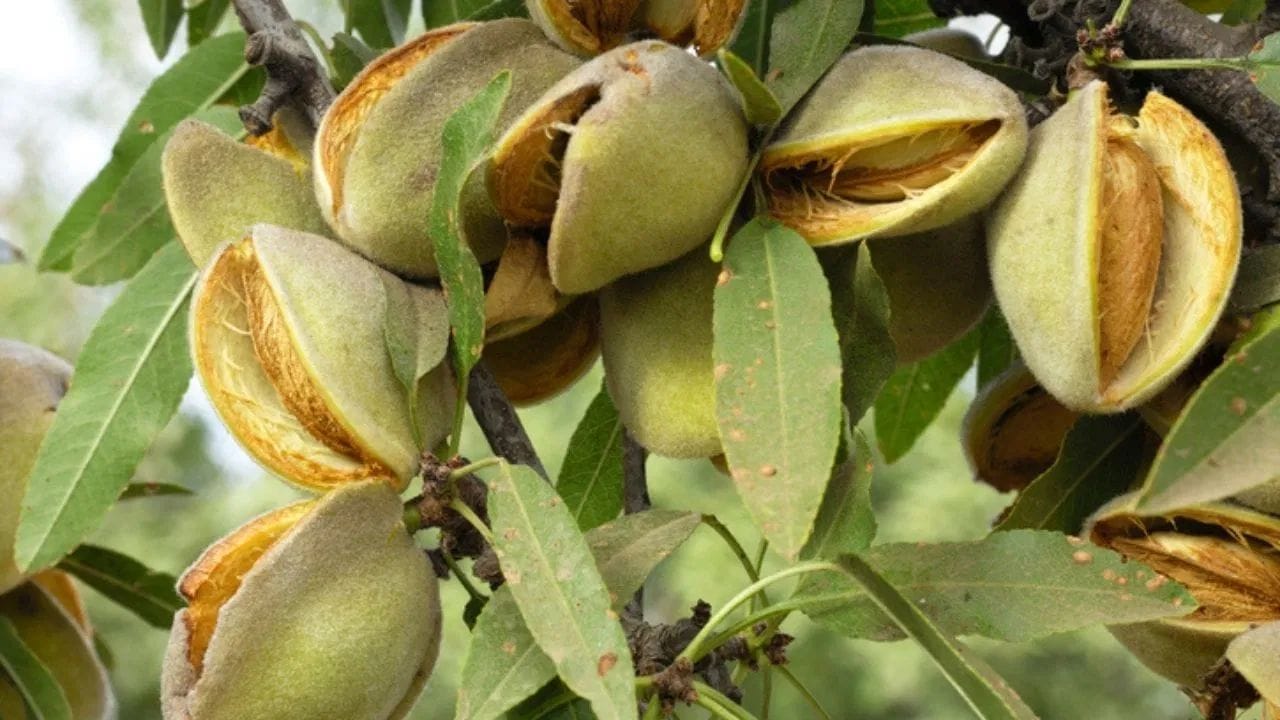 अक्रोड आणि पिस्ता…झाडांवर कसे दिसतात हे नट्स, पाहा त्यांचे फोटो…