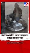अंबरनाथमधील मठात आढळला कोब्रा जातीचा साप.
