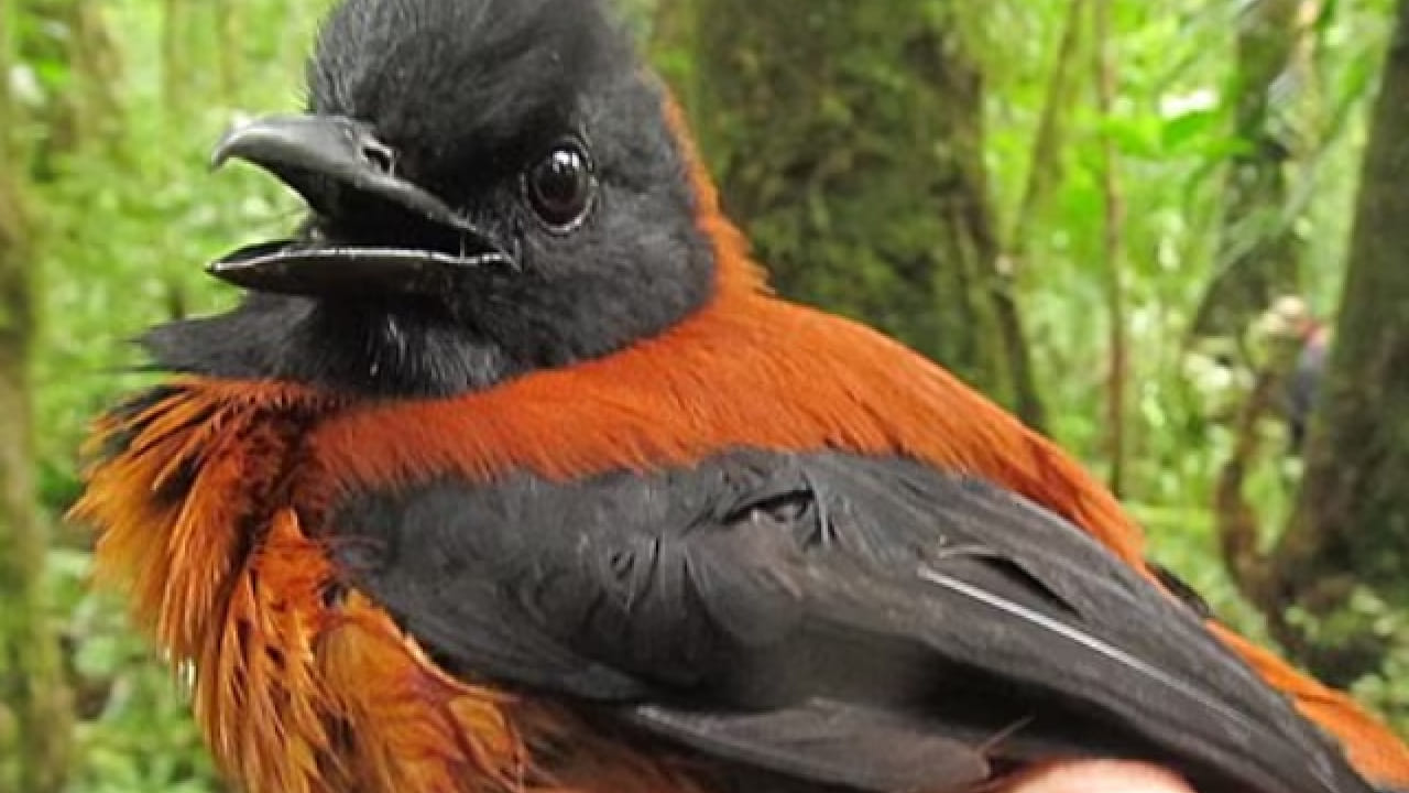 विशेष म्हणजे, या पक्ष्याच्या त्वचा आणि पिसांमध्ये हे विष सर्वाधिक प्रमाणात आढळतं. हूडेड पिटोहुई स्वतः हे विष तयार करत नाही. तो आपल्या आहारातून हे विष जमा करतो. विशेषतः काही विषारी कीटक खाल्ल्यामुळे त्याच्या शरीरात हे घातक द्रव्य साठतं. त्यामुळे हा पक्षी इतर प्राण्यांसाठी धोकादायक ठरतो.