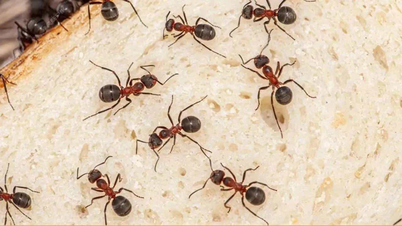 उन्हाळ्यात कोनाकोपर्यातून मुंग्या स्वयंपाकघरामध्ये येतात?