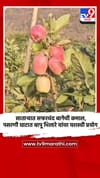 साताऱ्यात सफरचंद बागेची कमाल, पसरणी घाटात बापू भिलारे यांचा यशस्वी प्रयोग.
