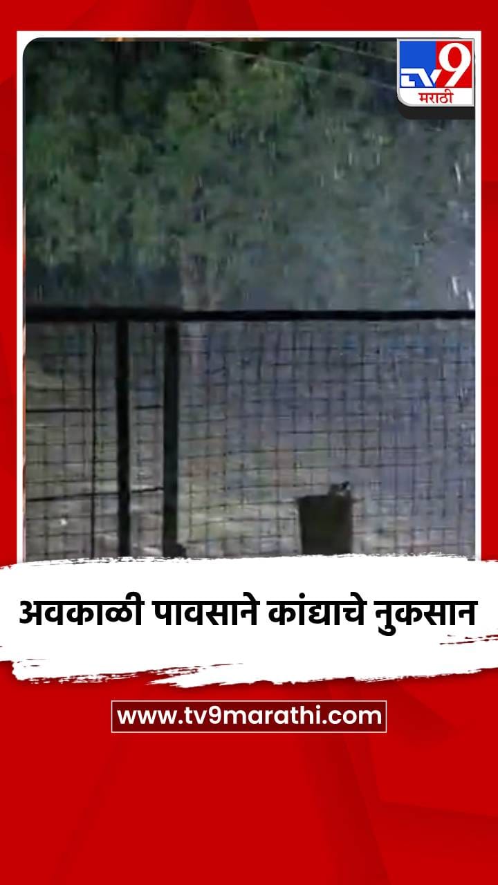 अवकाळी पावसाने कांद्याचे नुकसान