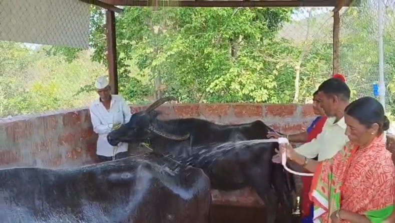 ग्रामविकासाच्या दृष्टीने विविध प्रयोग करण्यात देशात अग्रेसर असणाऱ्या राष्ट्रपतींनी गौरवलेल्या महाराष्ट्रासह देशात विविध 82 पुरस्कार मिळालेल्या सातारा - पाटण येथील मान्याची वाडी ग्रांमपंचायतीने हा उपक्रम सुरु केला आहे.