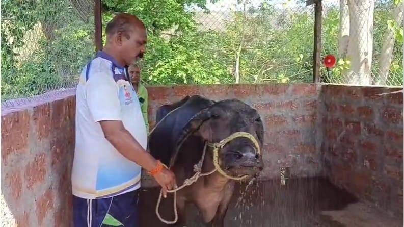 सातारा येथील मान्याची वाडी ग्रामपंचायतीने गायी-म्हशींसाठी अनोखे ब्युटी पार्लर उघडले आहे.  गावातील गायी म्हशींना नदी ओढ्यावर न धुता गावातच शॉवर खाली धुण्याची आणि त्यांच्या अंगावरील अनावश्यक केस काढण्याची सोय करण्यात आली आहे. राज्यातील गावागावात असणाऱ्या लाखो पाळीव जनावरांना उघड्यावर नदी, तलाव आणि  नाल्यात धुतल्याने पाण्याचे होणारे प्रदूषण रोखण्याच्या दृष्टीने हा आशादायक प्रयोग म्हटला जात आहे. 