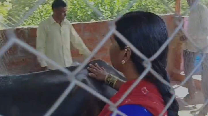 ग्रामीण भागात जनावरांमुळे होणाऱ्या प्रदूषणावर असा ठोस उपाय करणारा हा महाराष्ट्रातील पहिलाच उपक्रम ठरला आहे. मान्याचीवाडी ग्रामपंचायतीचा हा प्रयोग आता राज्यातील इतर गावांसाठीही प्रेरणादायी ठरणार आहे. मान्याची वाडीचे सरपंच रविंद्र माने यांच्याशी टीव्ही ९ मराठी चॅलनचे प्रतिनिधी दिनकर थोरात यांनी संवाद साधला.