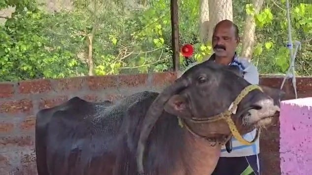आंघोळीनंतर निघणारं पाणी वाया न घालवता त्यावर प्रक्रिया करून ते परसबागेसाठी वापरले जाते. यामुळे एकीकडे जनावरांचे आरोग्य सुधारते तर दुसरीकडे पर्यावरण संरक्षणालाही मोठी चालना मिळत आहे.