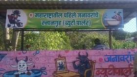 या गावाने महाराष्ट्रातील पहिले गायी- म्हशींचं ब्युटी पार्लर उभारलं !.