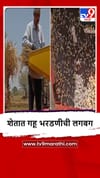 Bhor : तालुक्यात गहू भरडणीची कामे अंतिम टप्प्यात, अवकाळीचा फटका, उत्पन्नात घट, शेतकऱ्यांच नुकसान.