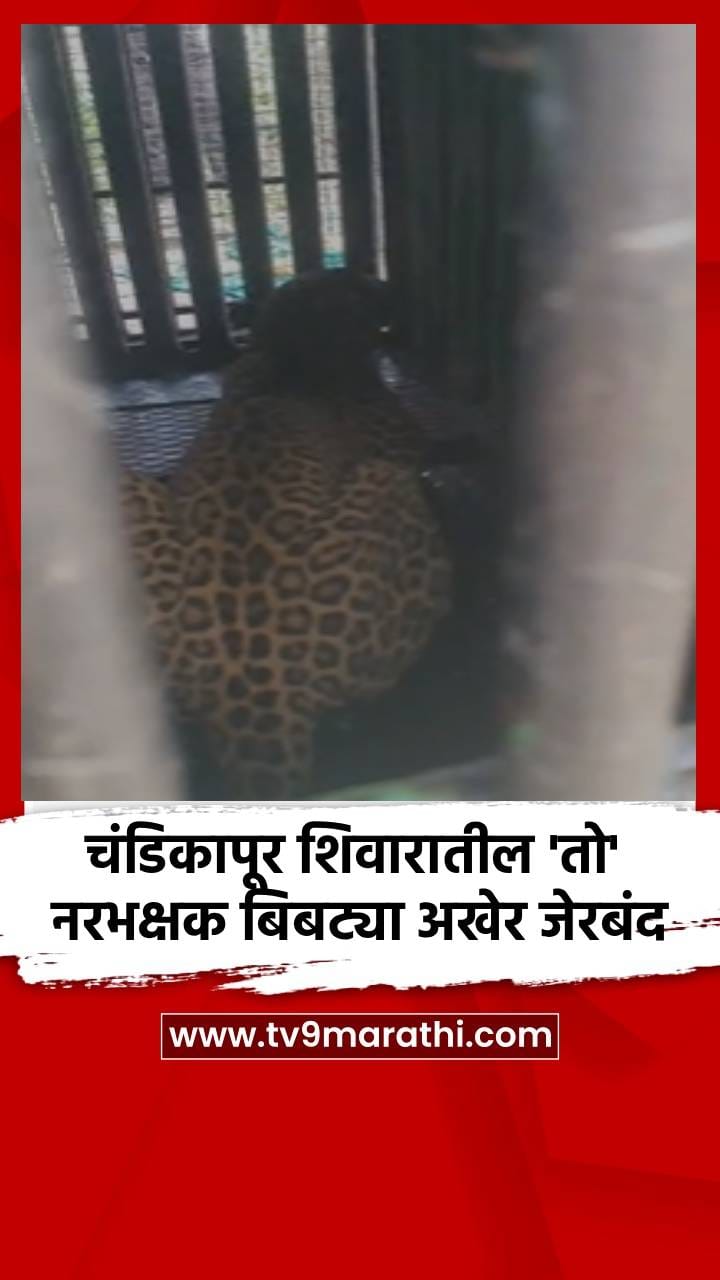 चंडिकापूर शिवारातील 'तो' नरभक्षक बिबट्या अखेर जेरबंद