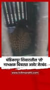 चंडिकापूर शिवारातील 'तो' नरभक्षक बिबट्या अखेर जेरबंद.