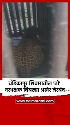 चंडिकापूर शिवारातील 'तो' नरभक्षक बिबट्या अखेर जेरबंद