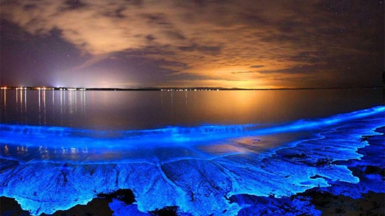 Bioluminescent Beaches : भारतातील हे 5 समुद्र किनारे रात्रीचे चमकतात, दिसतो विलोभनीय नजारा