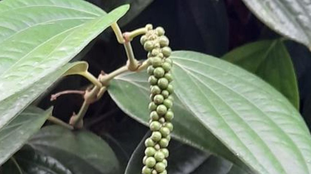 भारतात काळी मिरीचा दर एक हजार रुपये प्रति किलो आहे. काळी मिरीचे उत्पन्न तेथे जास्त होते जेथे उष्ण तापमानासोबत नियमित पाऊसही पडत असतो. महाग किंमतीमुळे काळी मिरीची नेहमीच चर्चा असते. 