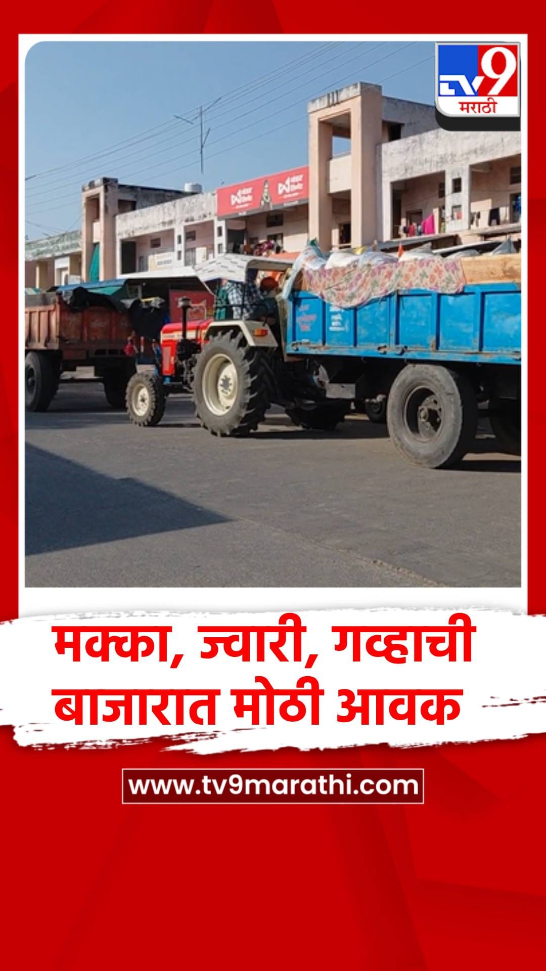 चाळीसगाव बाजार समितीत मक्का, ज्वारी व गव्हाची विक्रमी आवक