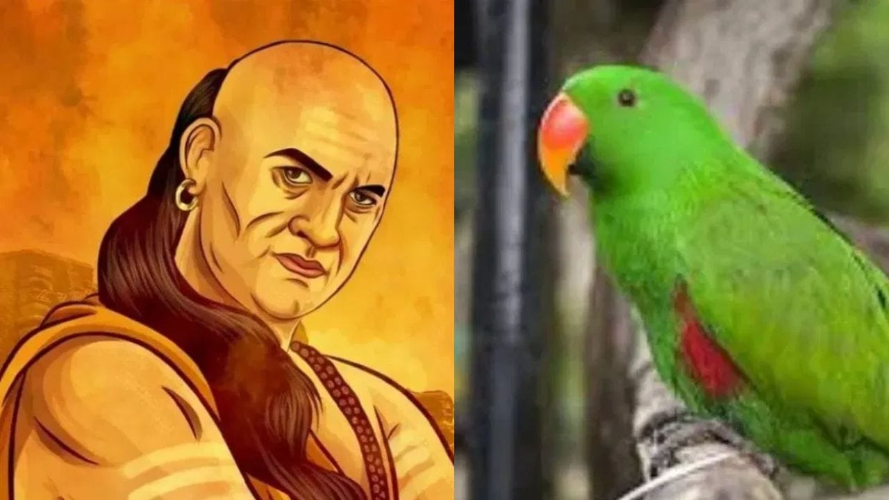 Chanakya Niti: प्रत्येक माणसानं पोपटाकडून हे गुण शिकलेच पाहिजेत, आयुष्यात पराभव होणार नाही