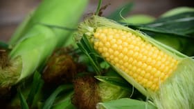 स्वयंपाकघरापासून ते कपडे धुण्यापर्यंत… कॉर्नस्टार्चचे उपयोग घ्या जाणून.