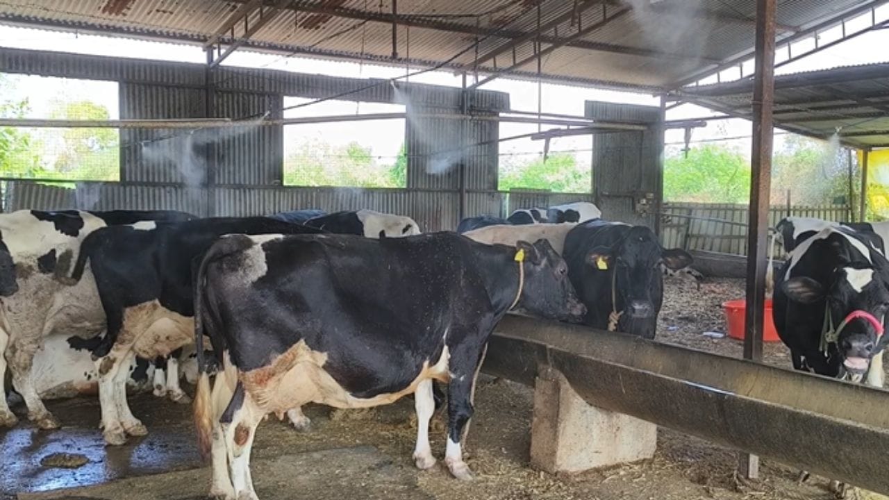  या फॉगरमुळे गोठ्यात थंडावा निर्माण होत असून तापमान कमी ठेवण्यास मोठी मदत होत आहे, त्यामुळे गाईंच्या तब्येतीत सुधारणा झाली असून दुध उत्पादनही पुन्हा वाढल्याचे समोर आले आहे.  