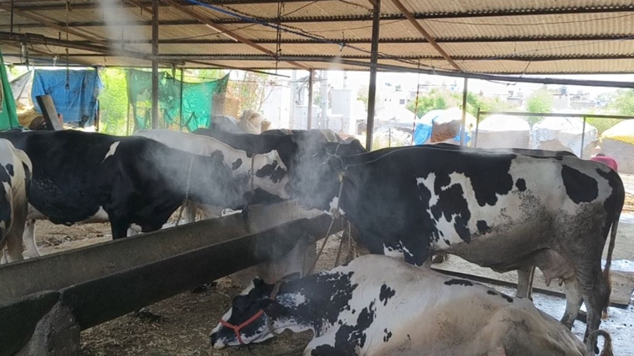 उन्हामुळे गाईंची तब्येत बिघडली; फॉगर बसवत शेतकऱ्याचा तापमान नियंत्रणाचा अनोखा प्रयोग…