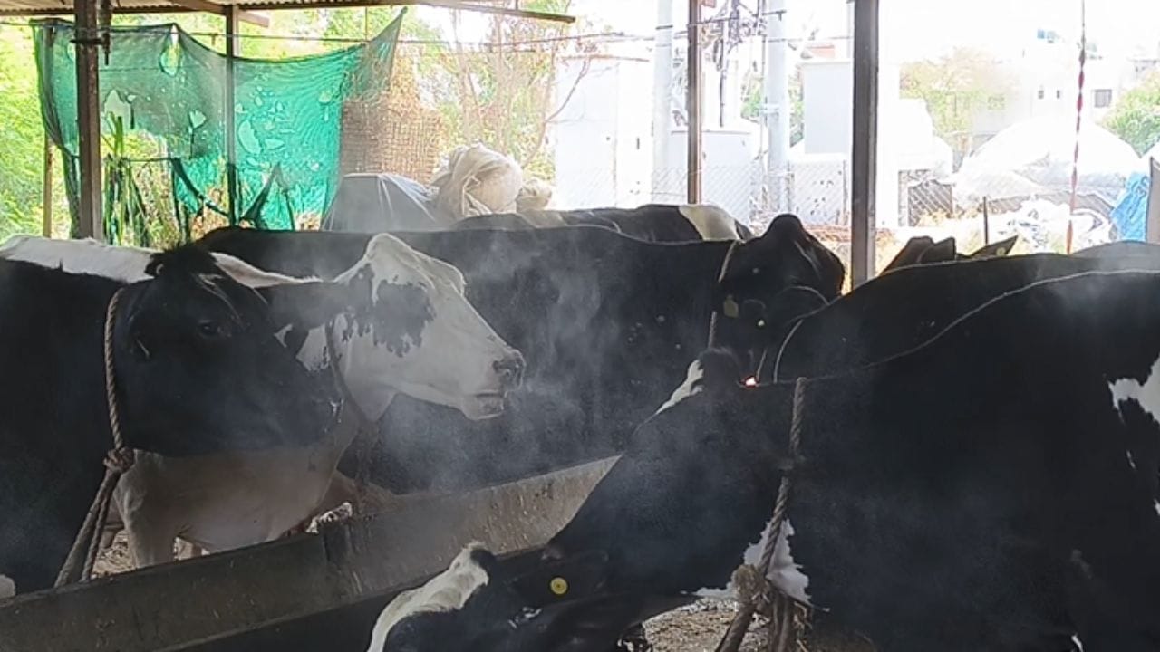 गेल्या 13 एप्रिल पासून आजपर्यंत तापमान 40 अंश सेल्सिअसच्या वरती कायम आहे, त्यामुळे माणसांसह जनावरांवरही त्याचा परिणाम होताना पहायला मिळत आहे. 