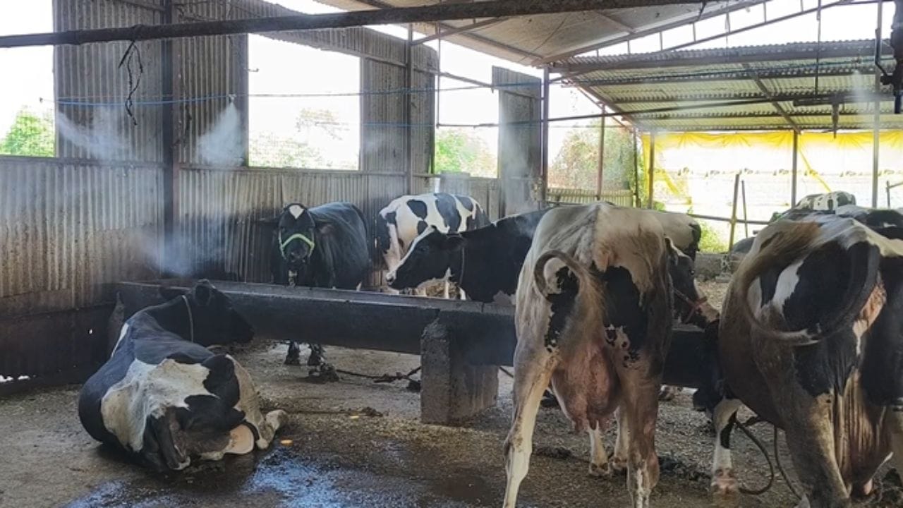 नाशिक जिल्ह्यासह राज्यामध्ये उष्णतेची लाट आल्याने उन्हाच्या कडाक्यात दिवसेंदिवस वाढ होत आहे थंडीचे माहेरघर म्हणून ओळखल्या जाणाऱ्या निफाड तालुक्यातही यंदा कमाल तापमान वाढले आहे. 