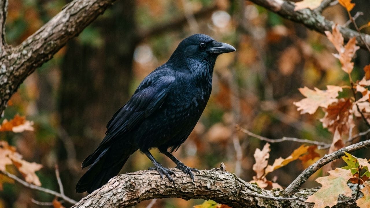 जर कावळ्याला प्राणीसंग्रहालयात किंवा तज्ज्ञांच्या देखरेखीखाली ठेवले, तर ते २० ते ३० वर्षांपर्यंत सहज जगू शकतात. काही दुर्मिळ कावळे तर ४० वर्षही जगतात. साधारणपणे वयाची १० ते १२ वर्षे पूर्ण झाल्यावर कावळ्यामध्ये म्हातारपणाची लक्षणे दिसू लागतात.